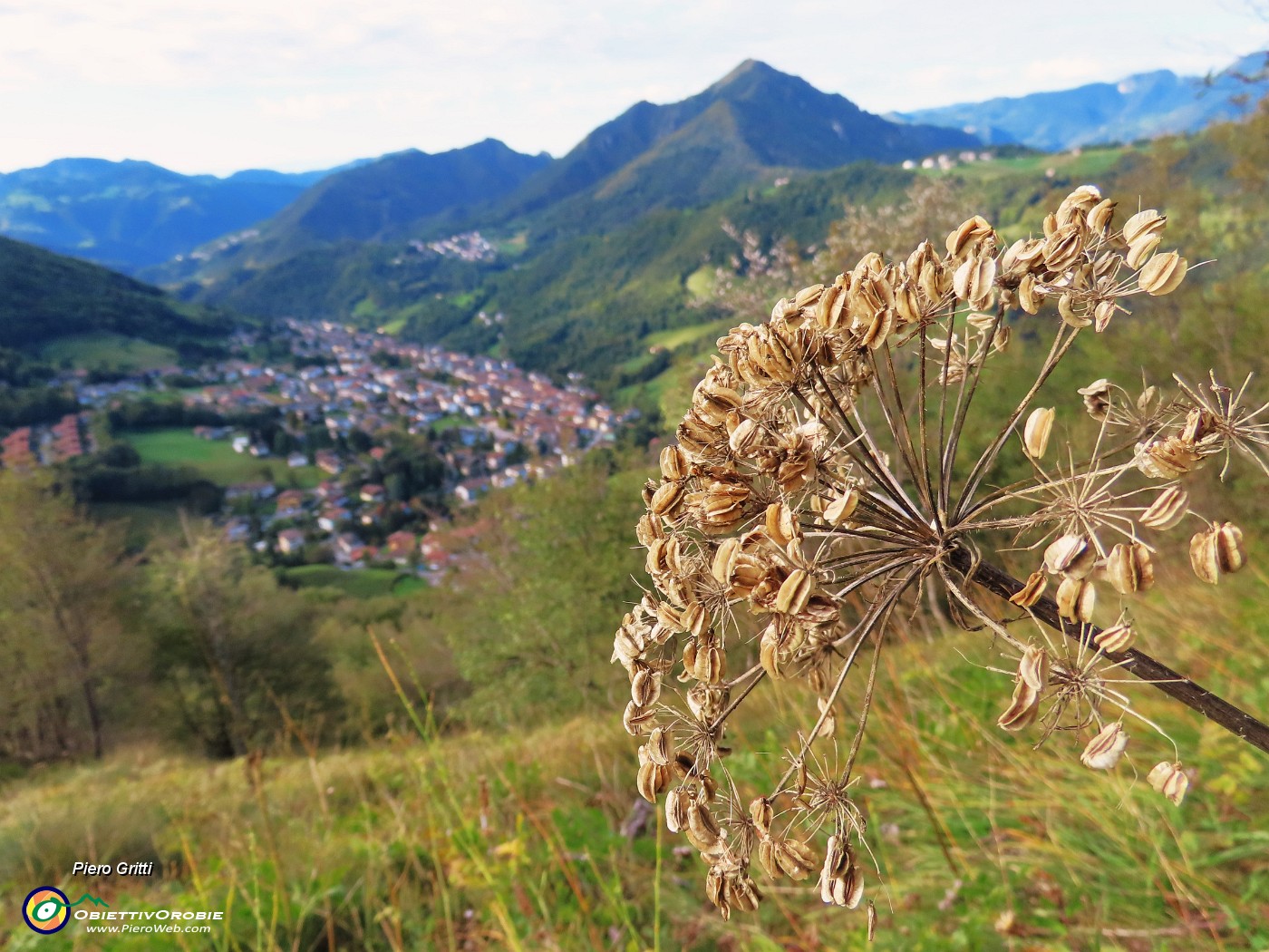 14 Heracleum sphondylium (Panace) con vista verso il Monte Gioco, Serina e Lepreno.JPG